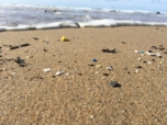 Micro-plastic on a beach